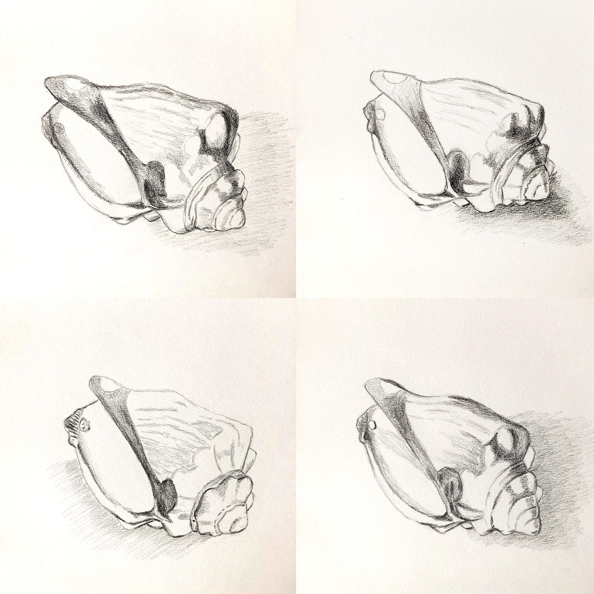 4 sketches of a shell